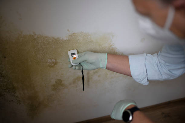 Best Crawl Space Mold Removal  in South Yarmouth, MA