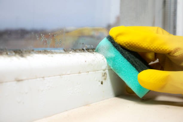 Best Fast Mold Removal  in South Yarmouth, MA
