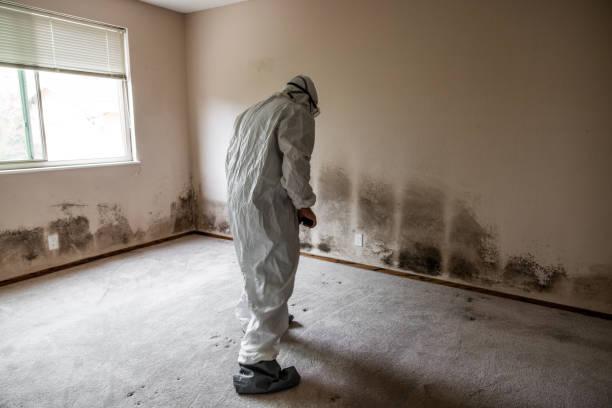 Best Mold Testing  in South Yarmouth, MA