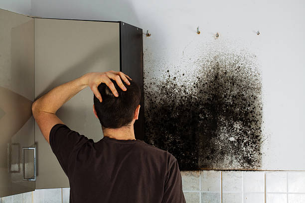 Best Mold Cleaning Services  in South Yarmouth, MA