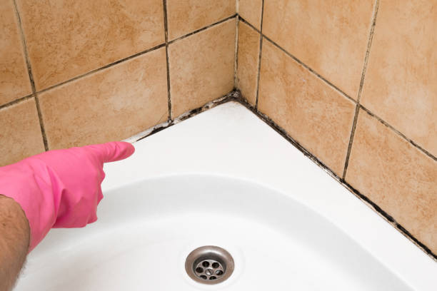 Best Home Mold Removal  in South Yarmouth, MA